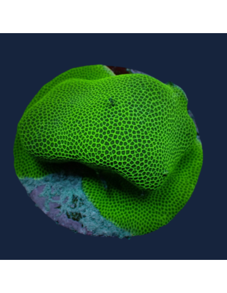 Porites spp. (Encroûtantes)