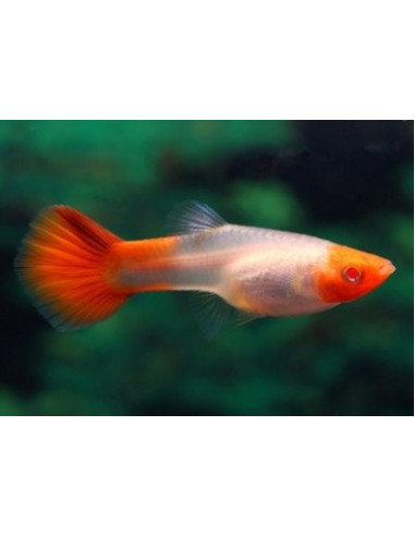 POECILIA RETICULATA femelle  KOHAKU
