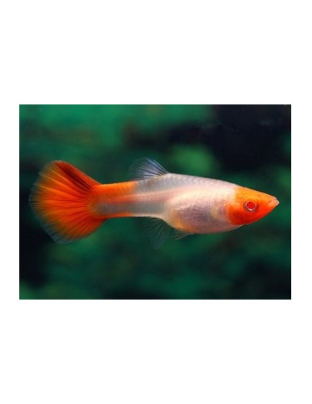 POECILIA RETICULATA femelle  KOHAKU