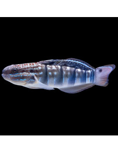 AMBLYGOBIUS PHALAENA