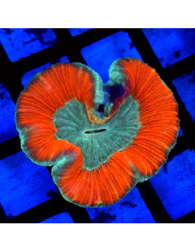 Trachyphyllia geoffroyi