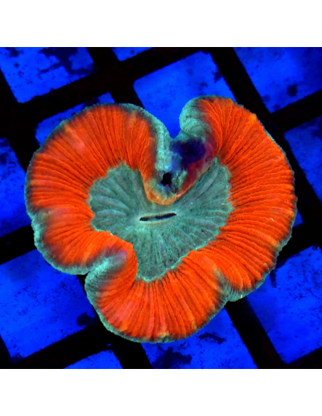 Trachyphyllia geoffroyi