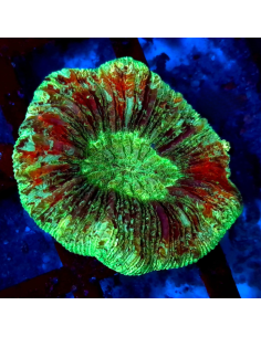 copia de copia de TRACHYPHYLLIA SPP GREEN PREMIUM
