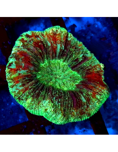 copia de copia de TRACHYPHYLLIA SPP GREEN PREMIUM