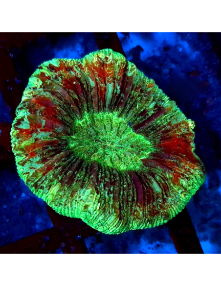 copia de copia de TRACHYPHYLLIA SPP GREEN PREMIUM
