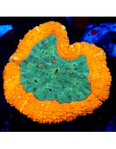 copia de Lobophyllia spp 2