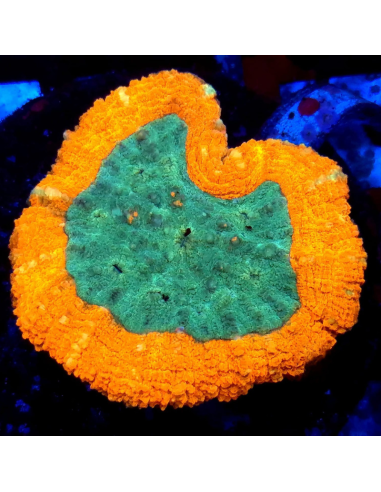 copia de Lobophyllia spp