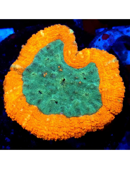 copia de Lobophyllia spp