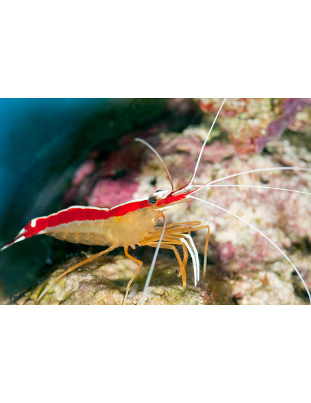 LYSMATA AMBOINENSIS taille M