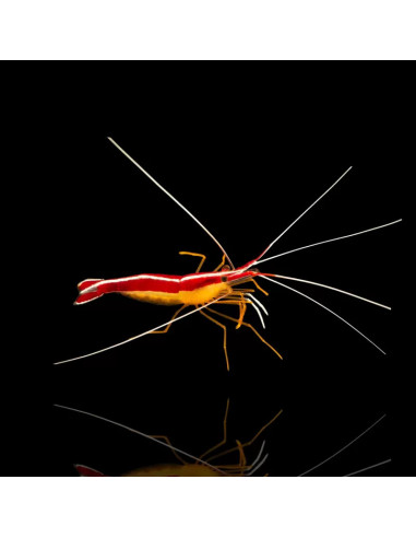 LYSMATA AMBOINENSIS taille M