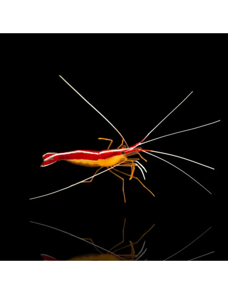 LYSMATA AMBOINENSIS taille M