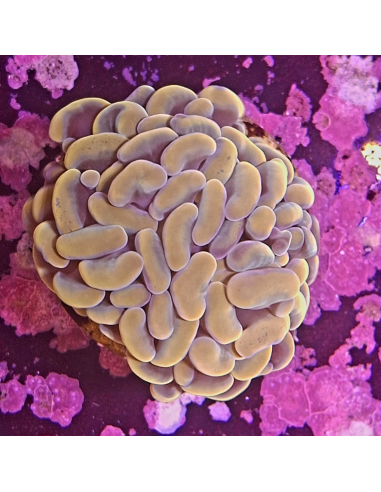 EUPHYLLIA PARAANCORA GOLD (2 têtes)