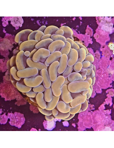 copia de copia de EUPHYLLIA PARANCORA BLEU