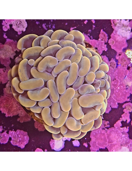 copia de copia de EUPHYLLIA PARANCORA BLEU