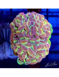copia de copia de copia de EUPHYLLIA PARANCORA BLEU 2