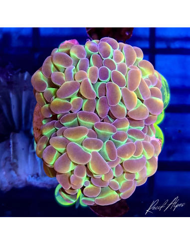 EUPHYLLIA PARAANCORA HOLOGRAMME (2 têtes)