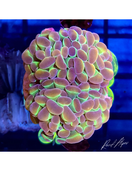 EUPHYLLIA PARAANCORA HOLOGRAMME (2 têtes)
