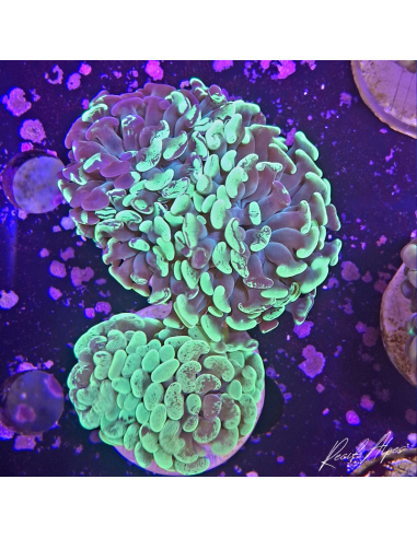 copia de Euphyllia paraancora 43
