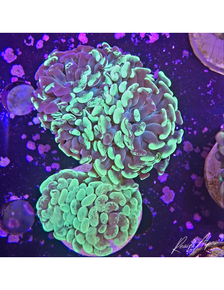 Euphyllia paraancora blochi ( 2 têtes )