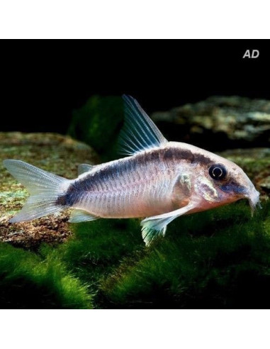 CORYDORAS ARCUATUS