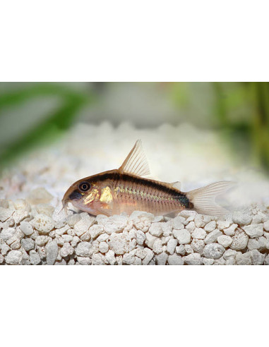 CORYDORAS ARCUATUS