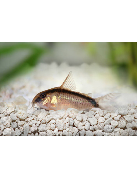CORYDORAS ARCUATUS