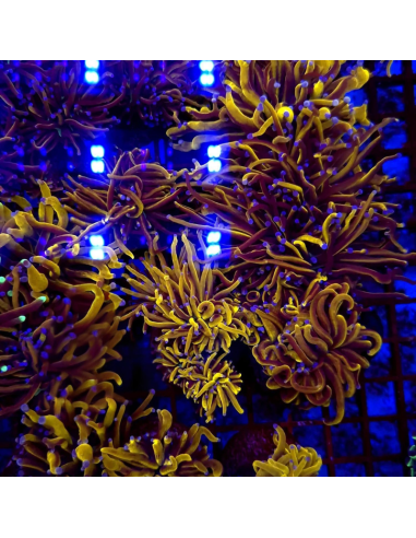 EUPHYLLIA GLABRESCENS GOLD (1 tête)