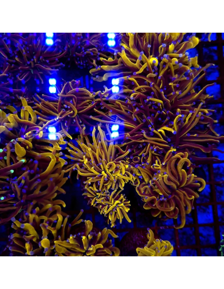 EUPHYLLIA GLABRESCENS GOLD (1 tête)