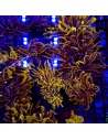 EUPHYLLIA GLABRESCENS GOLD (1 tête)