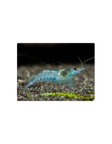 NEOCARIDINA DAVIDI blue jelly