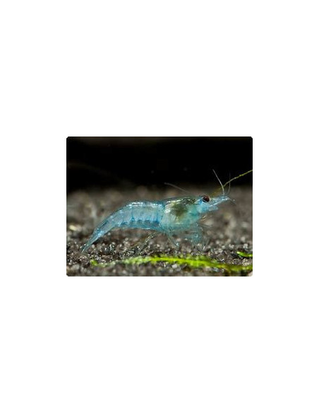 NEOCARIDINA DAVIDI blue jelly