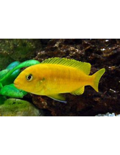 MELANOCHROMIS INTERRUPTUS 2