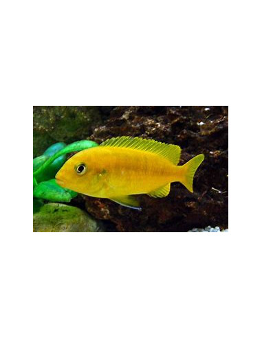 copy of MELANOCHROMIS CYANEORHABDOS