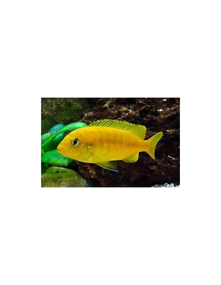 MELANOCHROMIS INTERRUPTUS