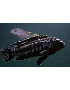 MELANOCHROMIS INTERRUPTUS