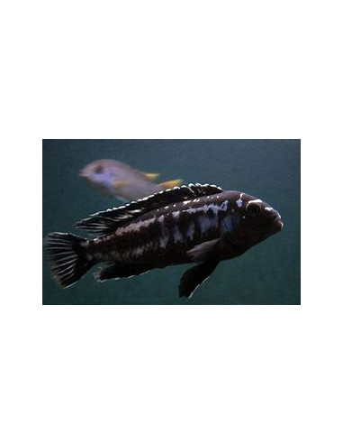 copy of MELANOCHROMIS CYANEORHABDOS