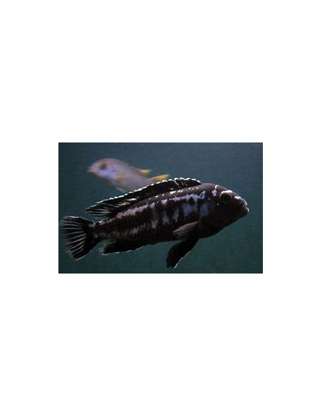 copy of MELANOCHROMIS CYANEORHABDOS