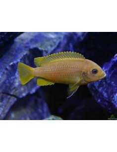 PSEUDOTROPHEUS MEMBE DEEP 2