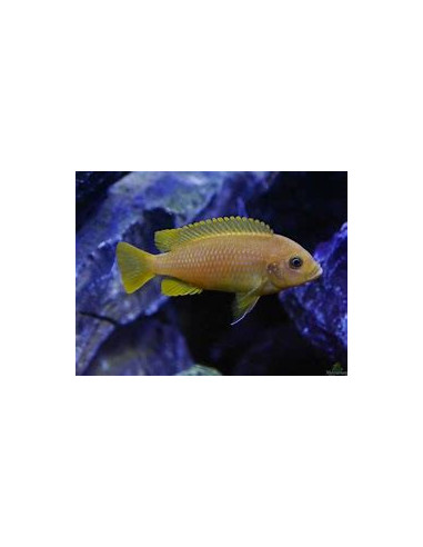 PSEUDOTROPHEUS MEMBE DEEP