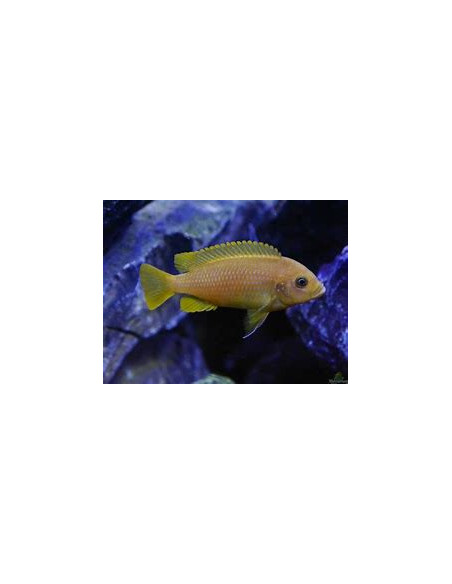 PSEUDOTROPHEUS MEMBE DEEP