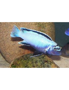 PSEUDOTROPHEUS MEMBE DEEP