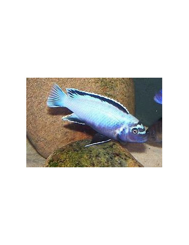PSEUDOTROPHEUS MEMBE DEEP