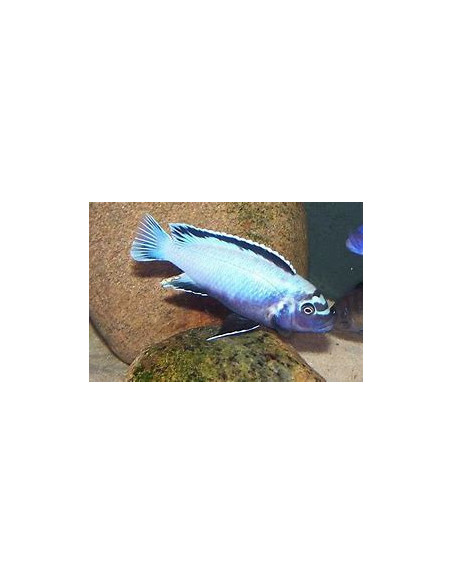 PSEUDOTROPHEUS MEMBE DEEP