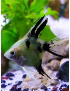 PTEROPHYLLUM SCALARE PANDA