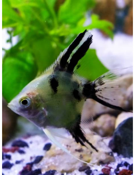 PTEROPHYLLUM SCALARE PANDA