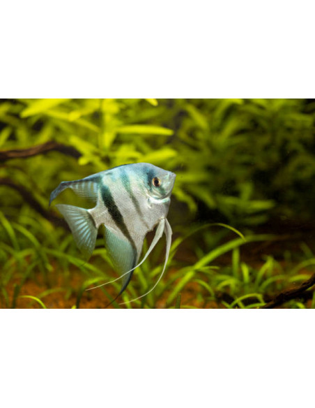 PTEROPHYLLUM SCALARE AMAZONE BLUE L
