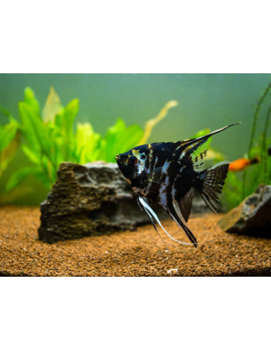 copia de PTEROPHYLLUM SCALARE MARBLE XL