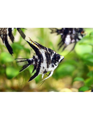 copia de PTEROPHYLLUM SCALARE MARBLE XL