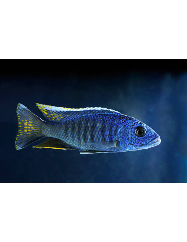 SCIAENOCHROMIS FRYERI XL / LE COUPLE