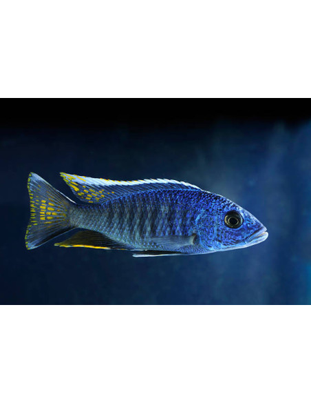 SCIAENOCHROMIS FRYERI XL / LE COUPLE